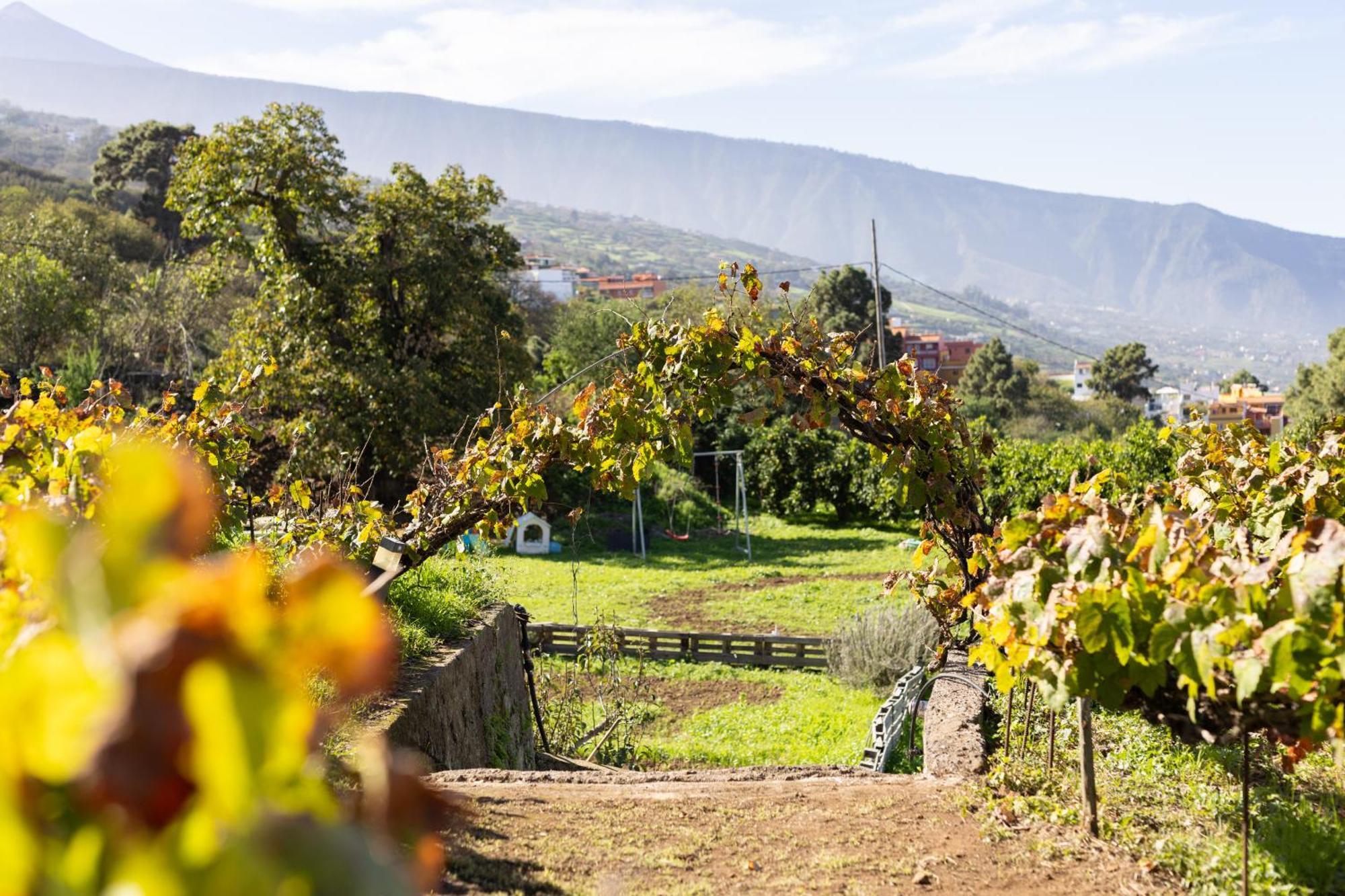 Ek Drago Finca El Milagro La Orotava Bagian luar foto