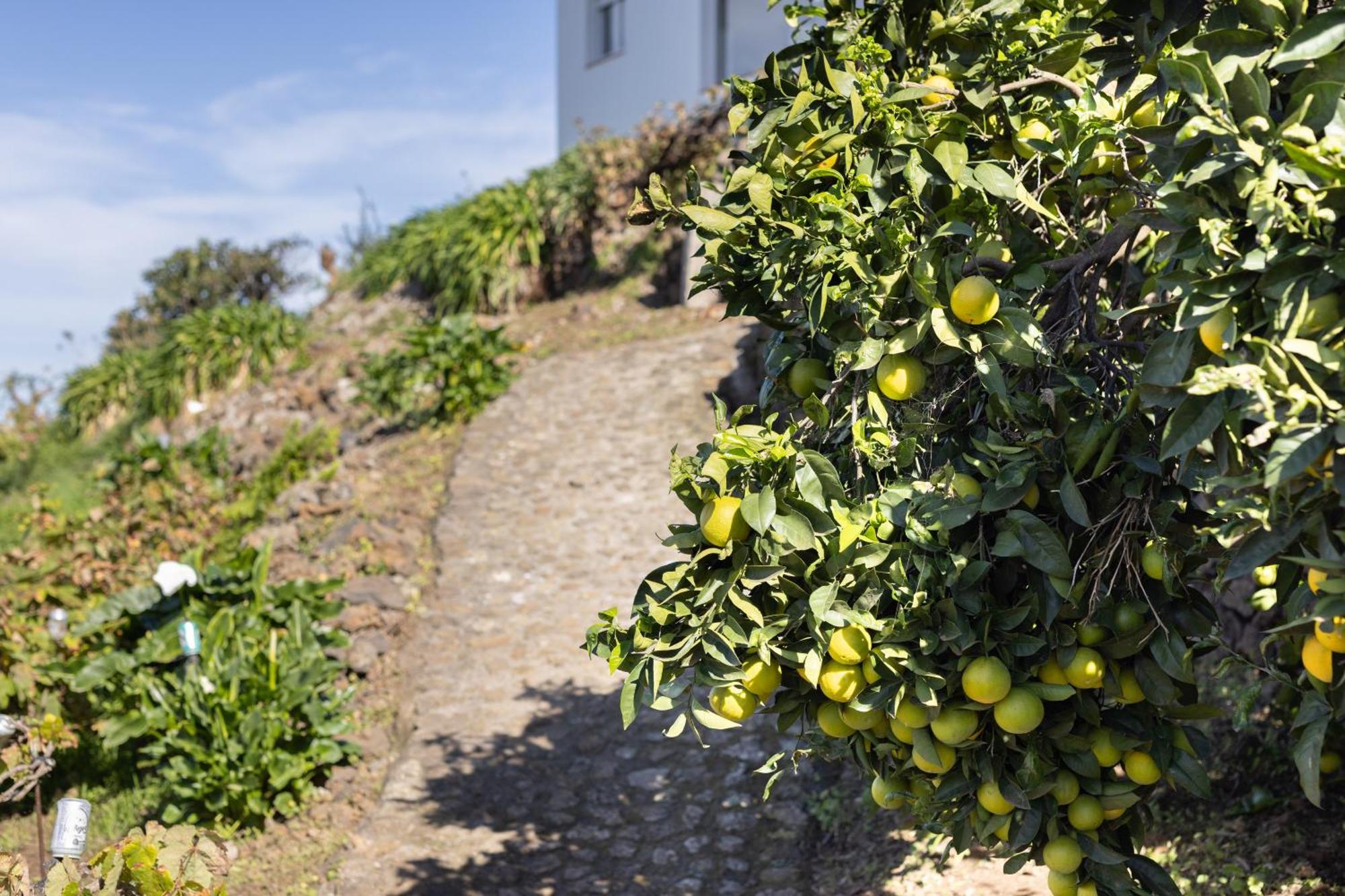 Ek Drago Finca El Milagro La Orotava Bagian luar foto